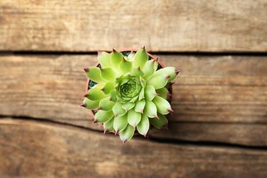 canva succulent in pot on wooden background MAD Q2Ue5Kg