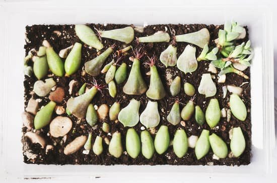 canva succulent leaves with roots MADgMlRL00w