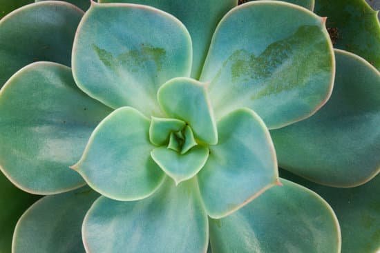 canva succulent on white MACTmZ1rR5E