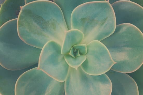 canva succulent on white MACXVe3qn94