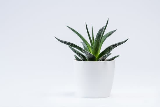 canva succulent plant in a white pot MAD ylUnvCc