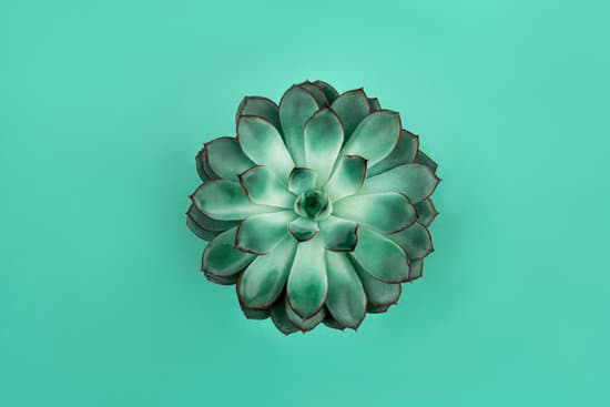 canva succulent plant on green background MAEQjaQ1gHg