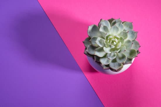 canva succulent plant on split purple and pink background top view MAEUtOfRUFE