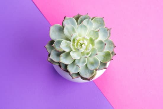 canva succulent plant on split purple and pink background top view MAEUtaOfrhM