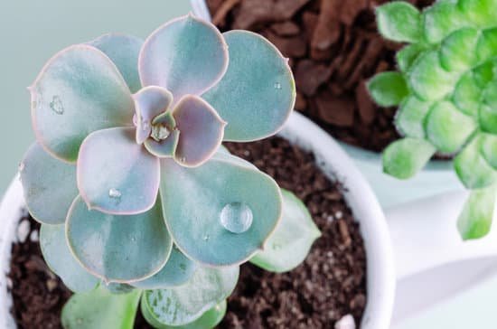 canva succulent plant with water droplets MAEEg vrwMg