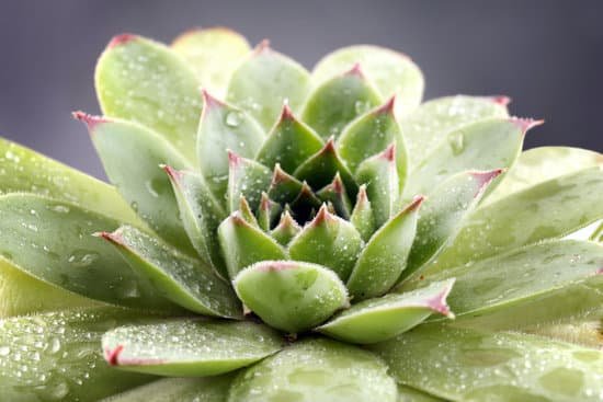 canva succulent plant with water drops MAD MviqNTE