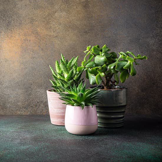 canva succulent plants in pots MAD8A91TQFI