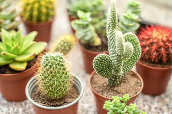 canva succulent plants in pots MAEMszApaaE