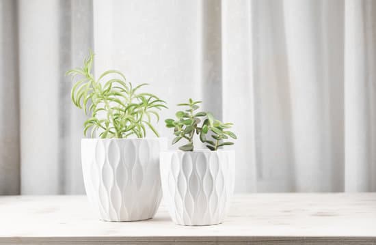 canva succulent plants in white pots on a wooden rack MAEQSvXFuZQ