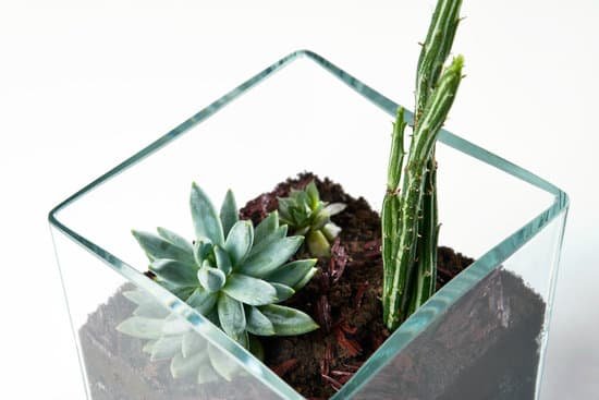 canva succulent terrarium