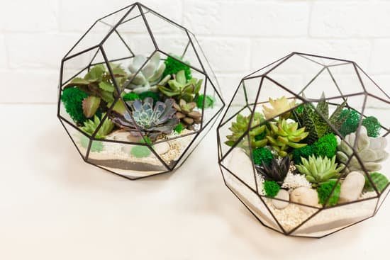 canva succulent terrarium in geometric glass containers MAEMWlwpCdY