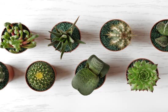 canva succulents and cacti in pots on light wooden background MAD Q83kCXg