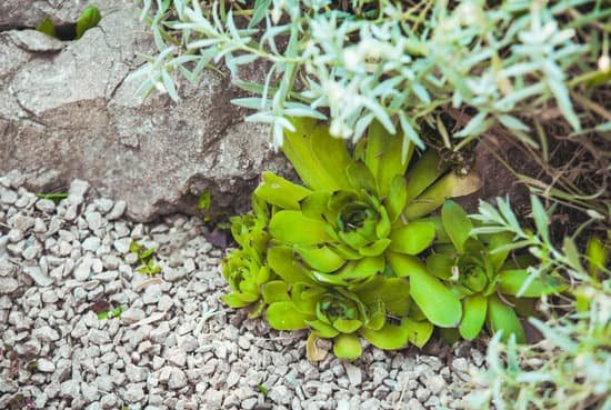 canva succulents and gravel MAD79ADYKhM