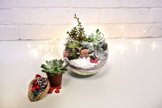 canva succulents and stones in glass bowl MAEMKGR1lcw