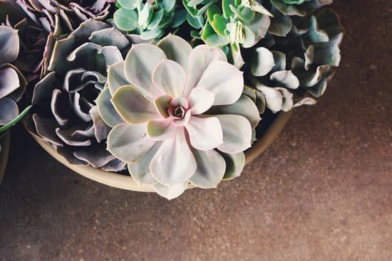 canva succulents for plant decor. MADEyxDv Gw