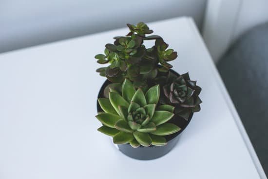canva succulents in a pot on a bedside table MAD ui3QIyU