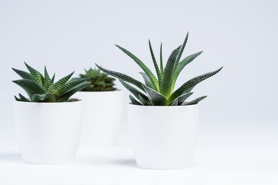 canva succulents in white pots MAD ygqrWkM