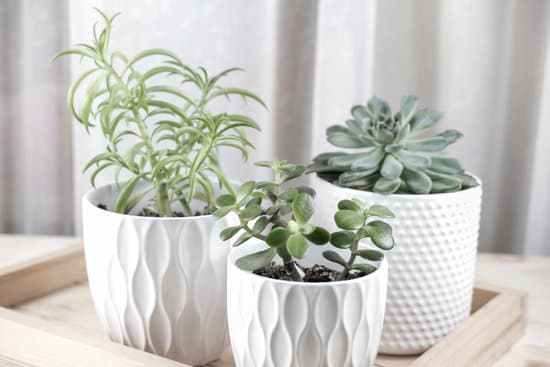 canva succulents planted in white pots MAEQNarGEso