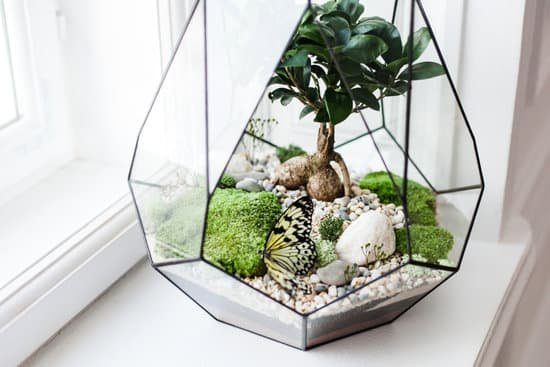 canva succulents stone sand in a terrarium