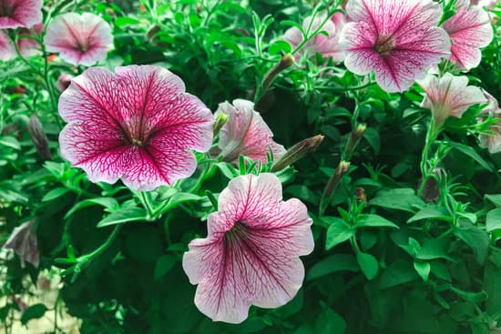 canva summer garden pink petunia petunia flower petunia hybrida MAEh8YrrJUE