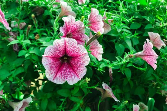 canva summer garden pink petunia petunia flower petunia hybrida MAEh8agzlmU