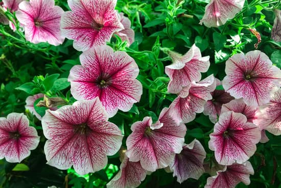 canva summer garden pink petunia petunia flower petunia hybrida MAEhkr0TVQQ