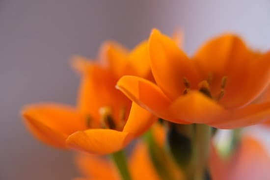 canva sun star orange perennial flower