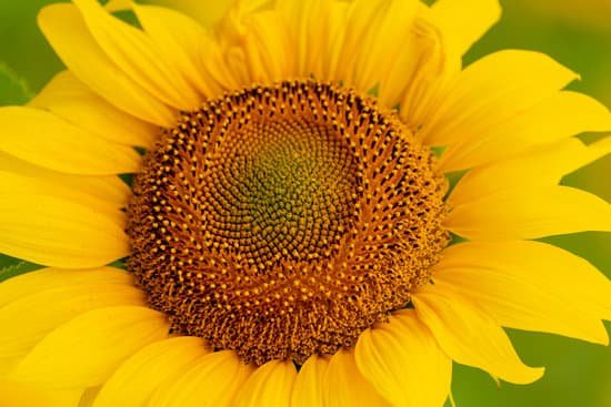 canva sunflower blooming closeup MAEEugKHt1A