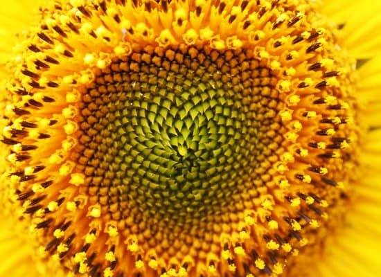 canva sunflower close up MAD Q92ijGw