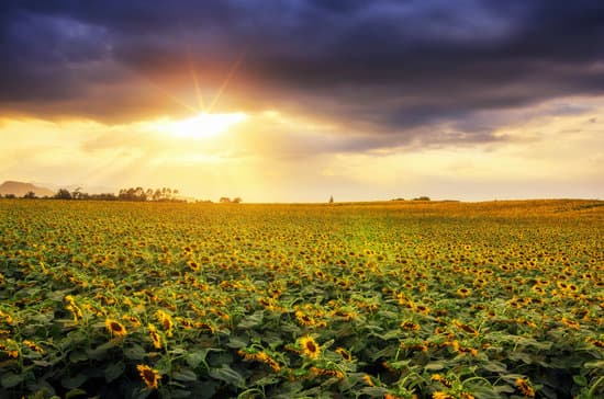 canva sunflower field