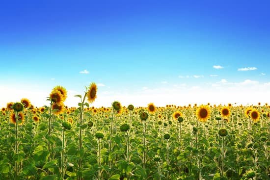 canva sunflower field against blue sky MAD Q RZzGY