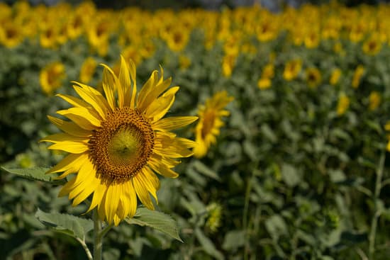 canva sunflower field garden MAEQFsQkub8