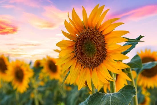 canva sunflower field in the sunset MAD6uwmLtL4