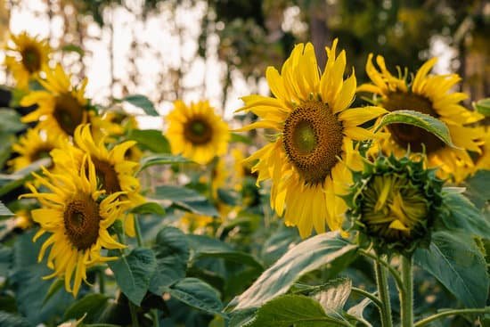 canva sunflower field nature background MAEErVnzh4M