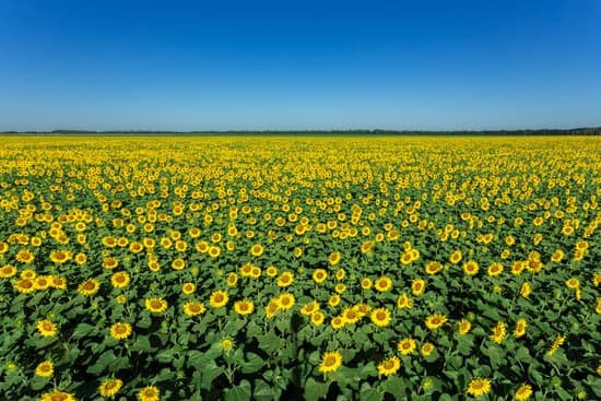 canva sunflower field nature scene MAEAzH5gAFs