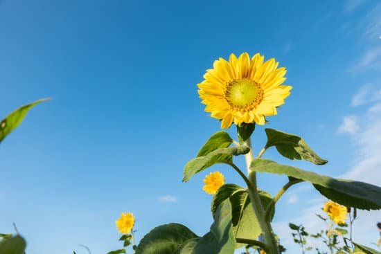 canva sunflower field on blue sky MAEHcjq6ZGQ