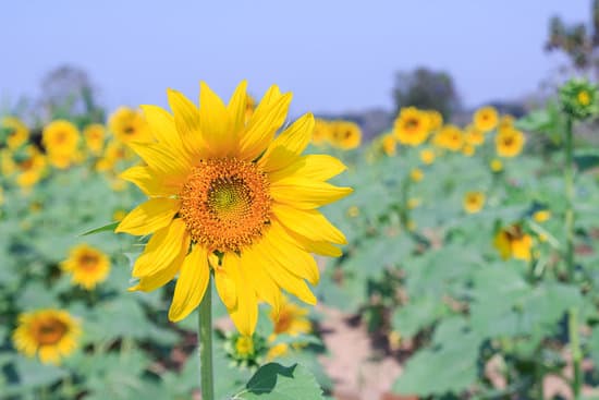 canva sunflower field up close MAESRXOS7FE