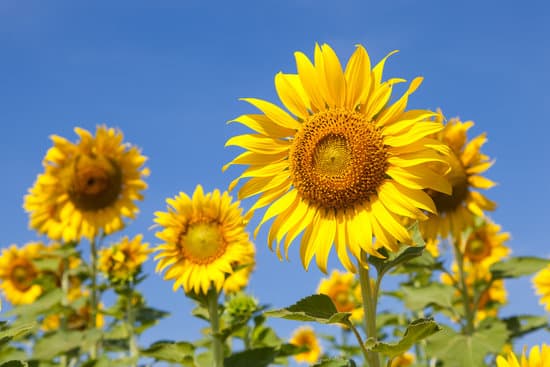 canva sunflower field with big sunflowers MAESav Fve8