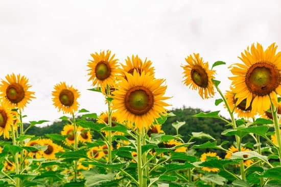 canva sunflower field with blooming sunflowers MAEInA883O8