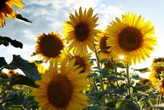 canva sunflower flowers at the field MAEEd4z Qdg