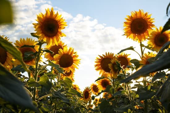 canva sunflower flowers on the field MAEEd7J3O 8