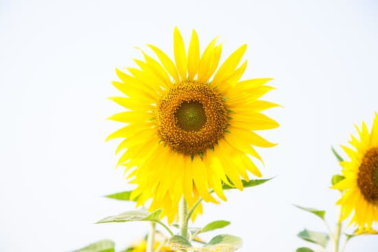 canva sunflower in a field