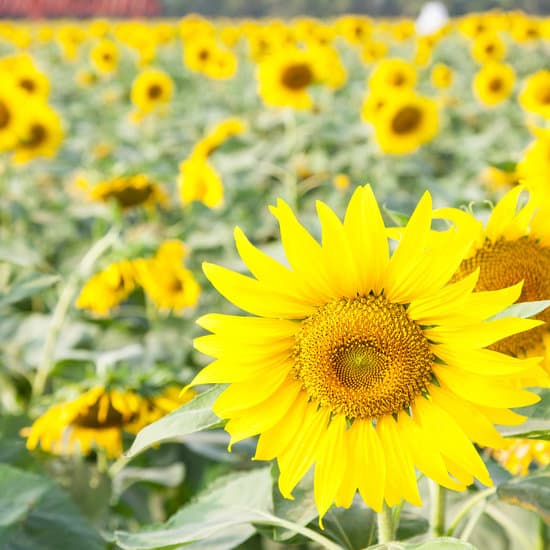 canva sunflower in a field MAESaaUtbw4