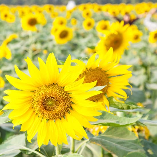 canva sunflower in a field MAESadBp4iU