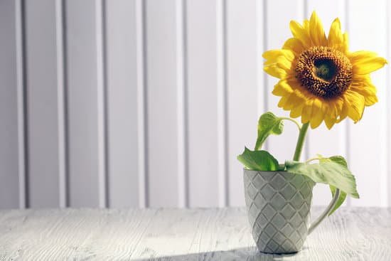 canva sunflower in ceramic cup MAD Mt wb0A