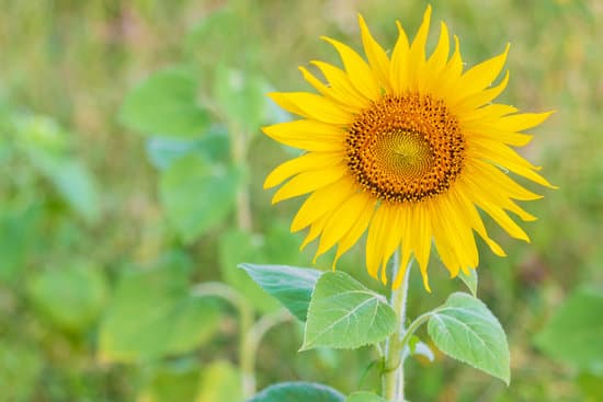 canva sunflower in field MAERG6qhG7M