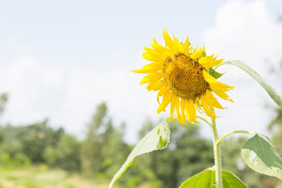 canva sunflower in full bloom MAESbPgn5yo