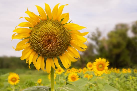 canva sunflower in sunflower field MAEQ2IWWCtY