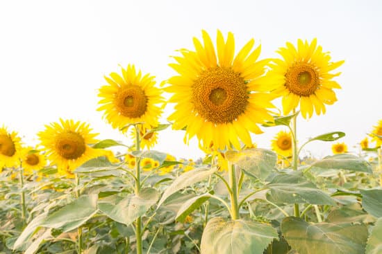 canva sunflower in sunflower field MAESaUPlRKg