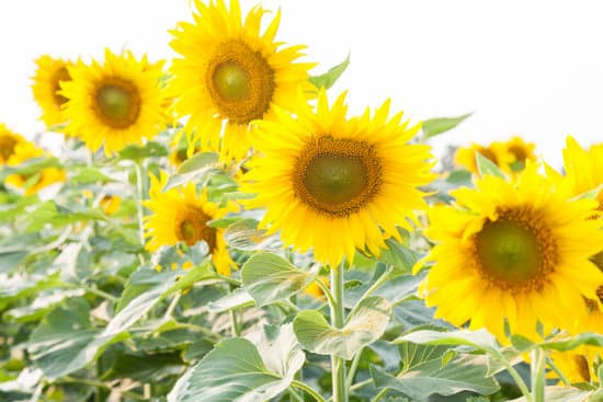 canva sunflower in sunflower field